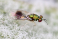 Chrysocharis gemma