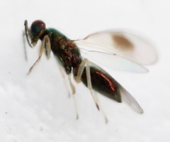 Chrysocharis gemma