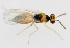 Cirrospilus lyncus