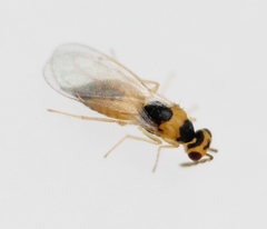 Cirrospilus lyncus