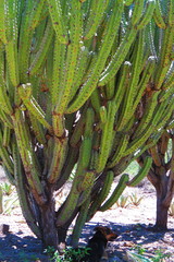 Myrtillocactus
