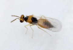 Cirrospilus lyncus