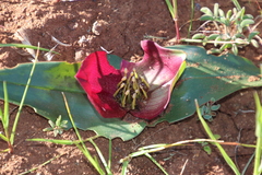 Colchicum coloratum pulchrum