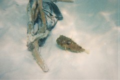 Chilomycterus antillarum