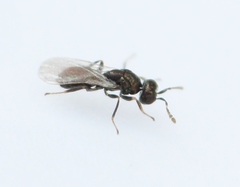 Dichatomus acerinus