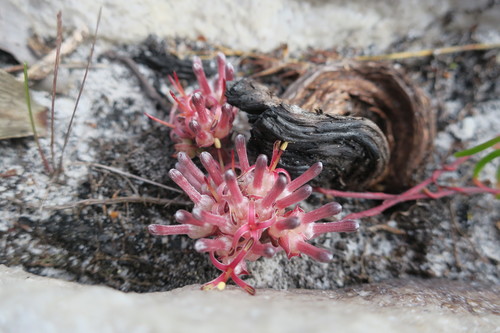 Image of Peninsula Spiderhead (Serruria decumbens) by (c) Diana Studer, some rights reserved (CC BY)