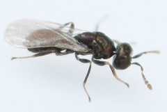 Dichatomus acerinus