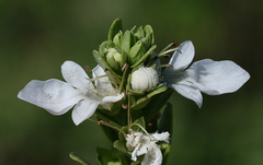 Teucrium townsendii