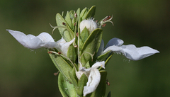 Teucrium townsendii