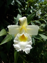 Sobralia xantholeuca
