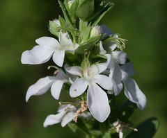 Teucrium townsendii