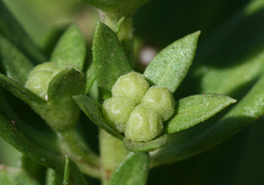 Teucrium townsendii