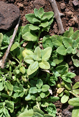 Teucrium townsendii