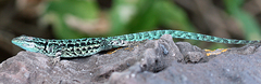 Urosaurus clarionensis