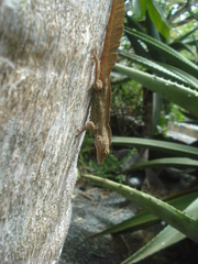 Anolis cristatellus wileyae