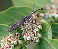 Chariesterus brevipennis