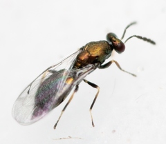 Dicladocerus euryalus