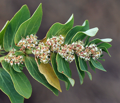 Euphorbia anthonyi