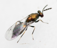 Dicladocerus euryalus