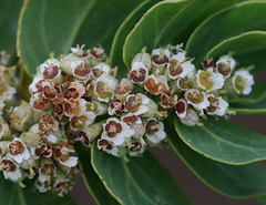 Euphorbia anthonyi