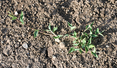 Urochloa reptans