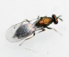 Dicladocerus euryalus