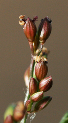 Urochloa reptans