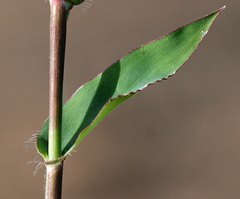 Urochloa reptans
