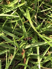 Prosapia bicincta