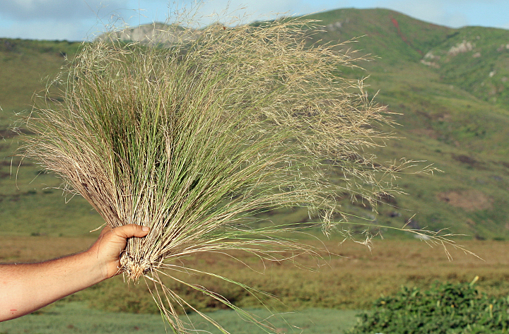 Aristida tenuifolia