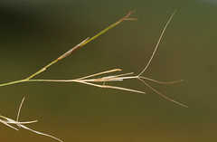 Aristida tenuifolia