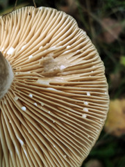 Lactarius trivialis