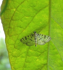 Conchylodes concinnalis