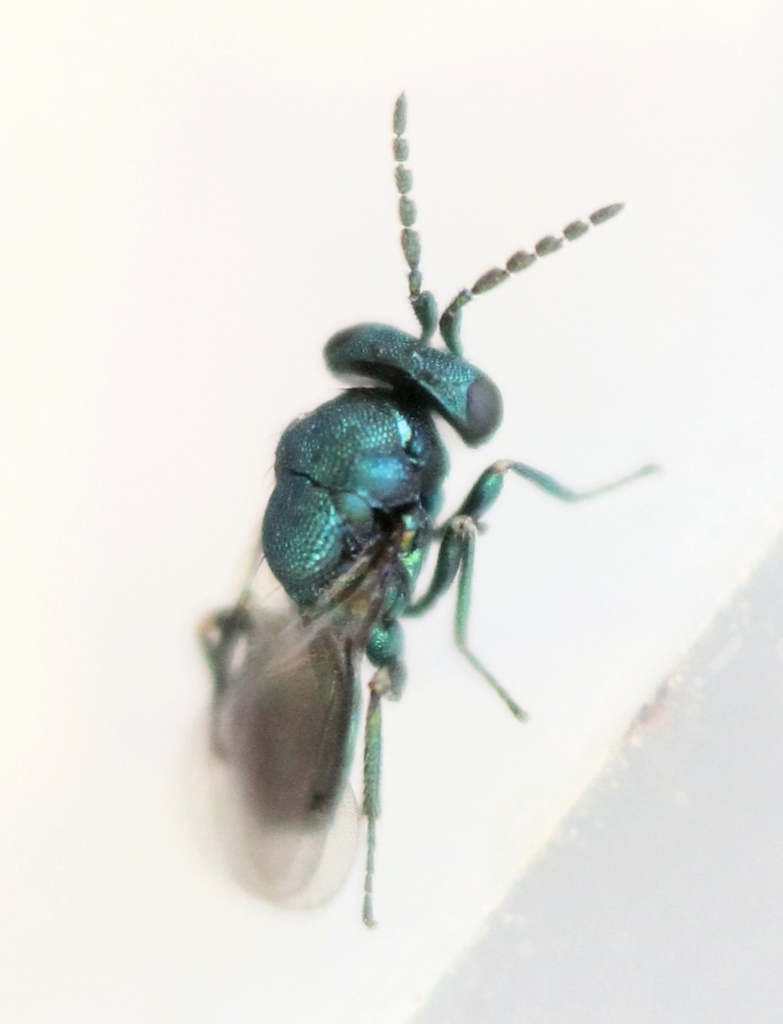 Entedon costalis