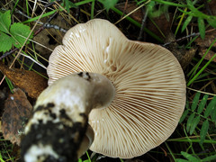 Lactarius trivialis