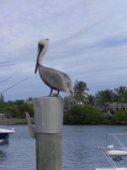 Pelecanus occidentalis