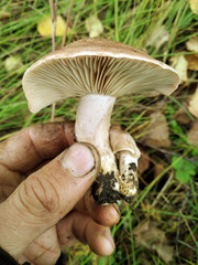 Lactarius trivialis