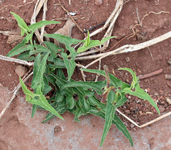 Aristolochia socorroensis