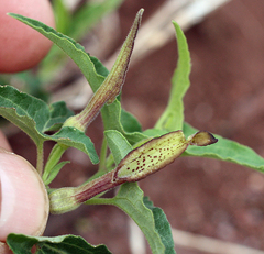 Aristolochia socorroensis