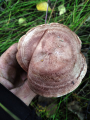 Lactarius trivialis