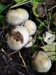 Thaxterogaster porphyropus