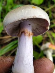 Thaxterogaster porphyropus