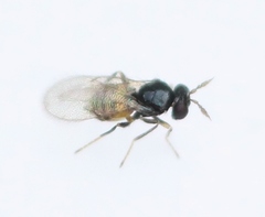 Euderomphale cerris