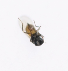 Euderomphale cerris