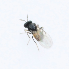 Euderomphale cerris