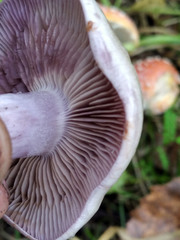 Thaxterogaster porphyropus