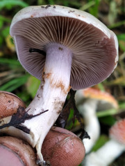 Thaxterogaster porphyropus