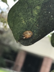 Harmonia axyridis