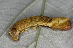 Thyatira batis
