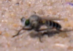 Laphystia